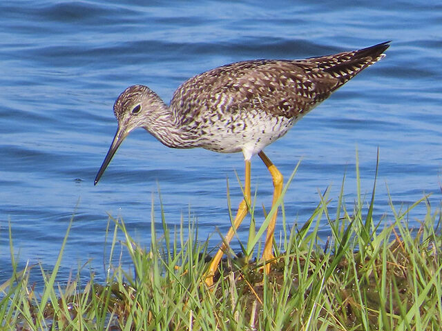 Greater Yellowlegs