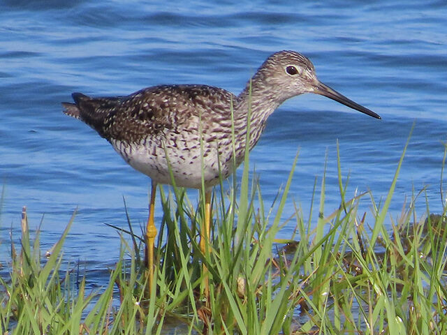 Greater Yellowlegs