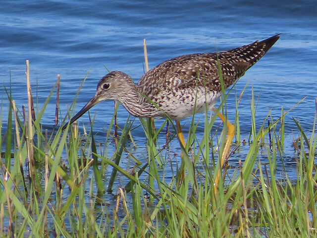 Greater Yellowlegs