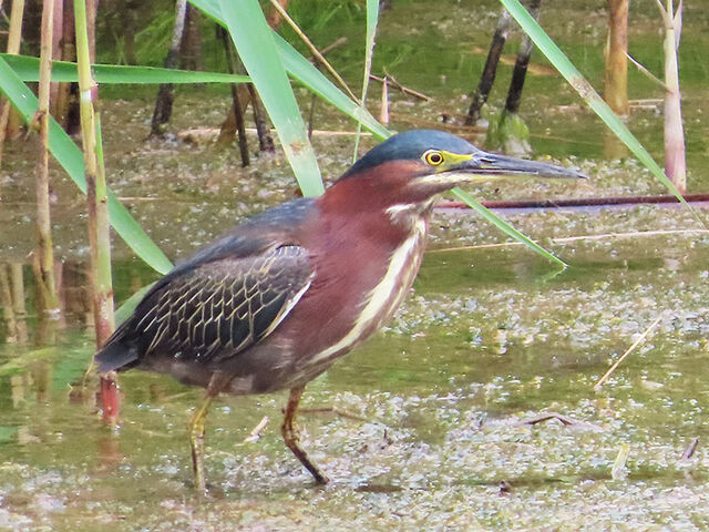 Green Heron