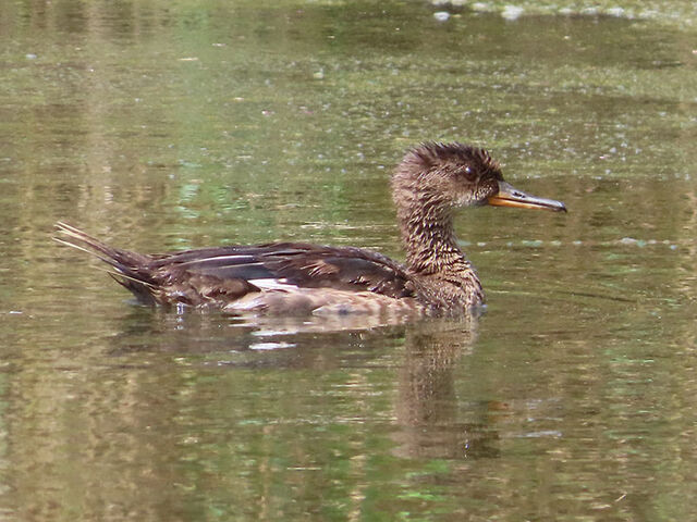 Hooded Merganser