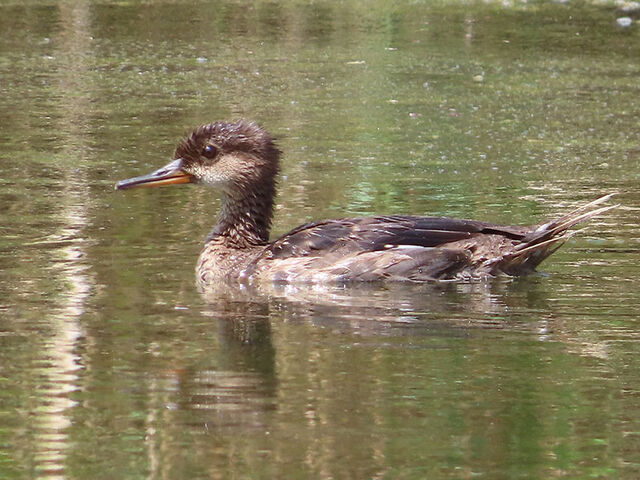 Hooded Merganser