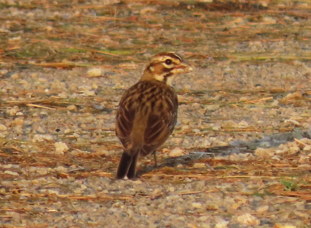 Lark Sparrow