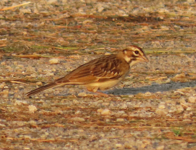 Lark Sparrow