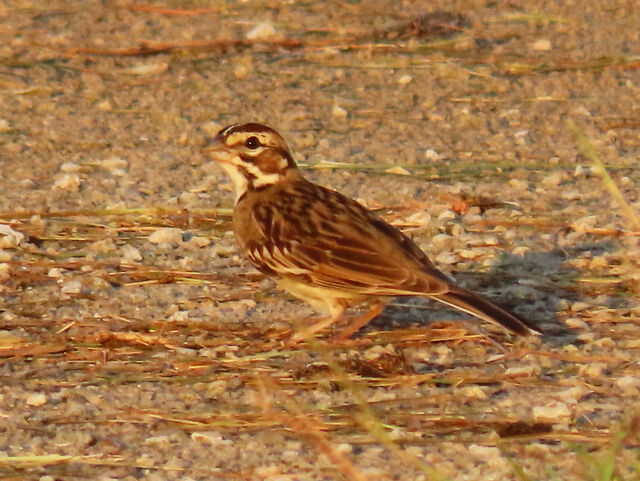 Lark Sparrow