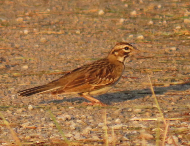 Lark Sparrow