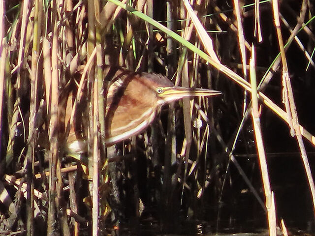 Least Bittern