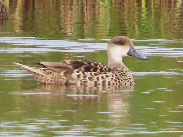 Marbled Teal