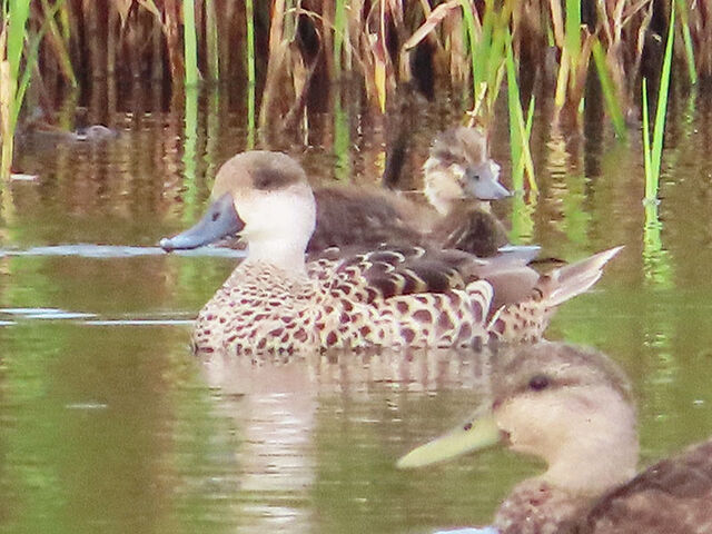 Marbled Teal