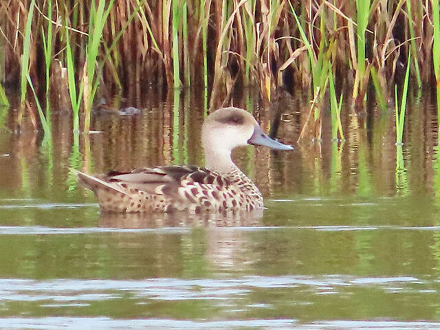 Marbled Teal