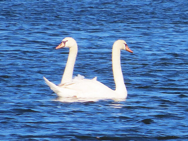 Mute Swan