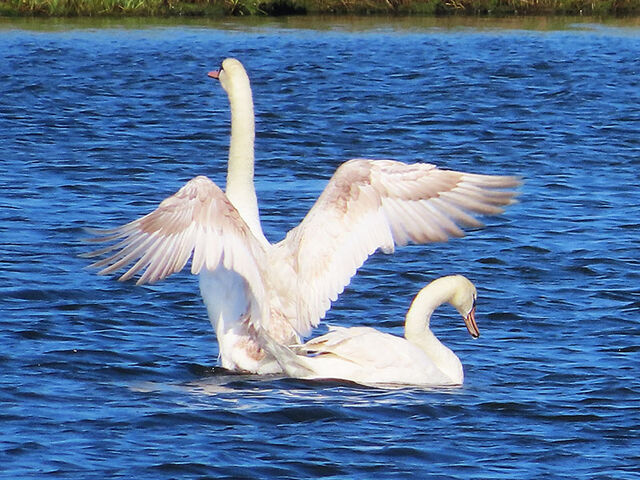 Mute Swan