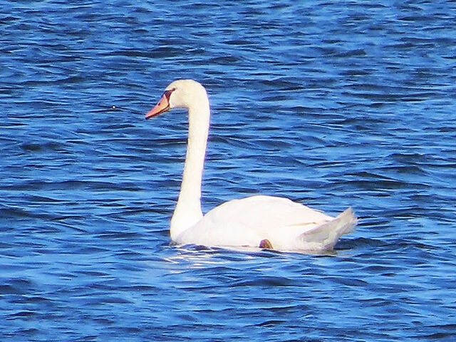 Mute Swan