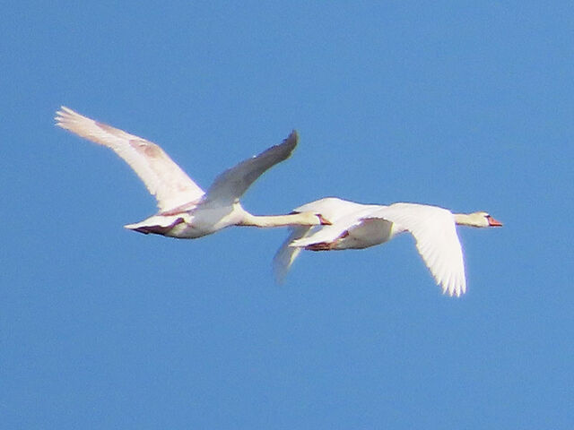 Mute Swan