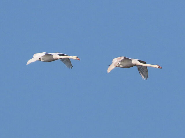 Mute Swan