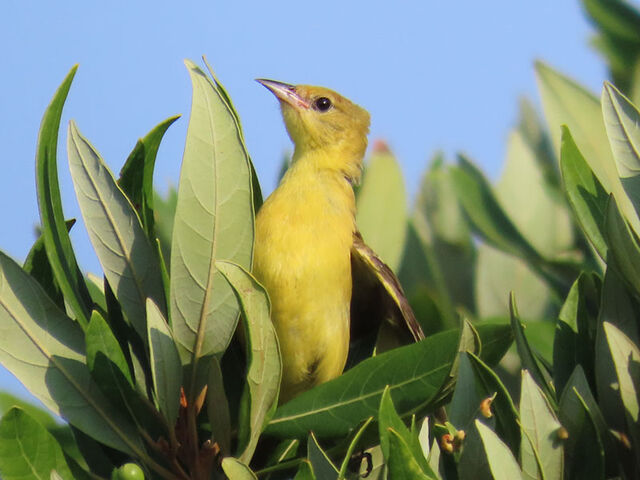 Orchard Oriole