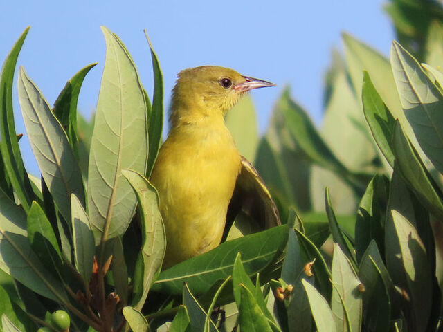 Orchard Oriole