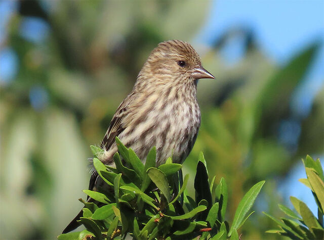 Pine Siskin