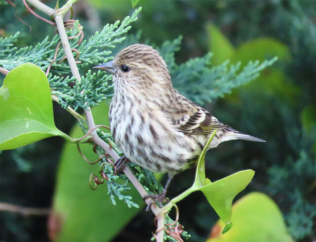 Pine Siskin