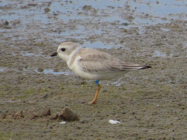 Piping Plover