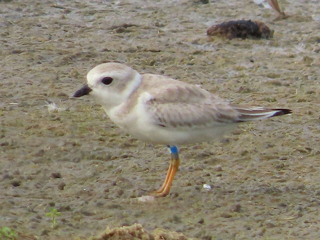 Piping Plover