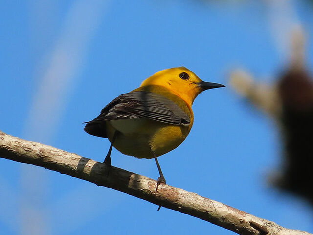 Prothonotary Warbler