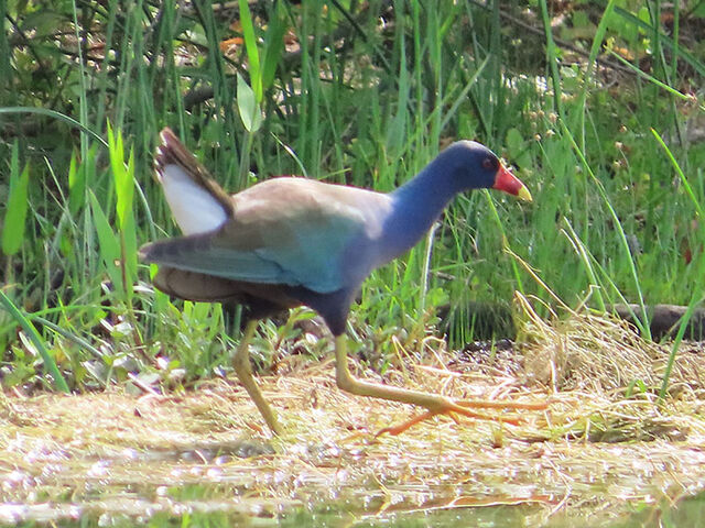 Purple Gallinule