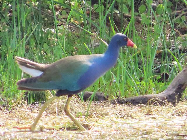 Purple Gallinule