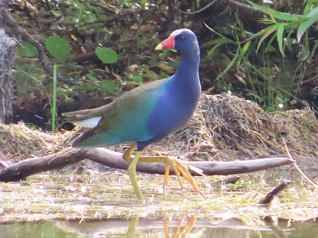 Purple Gallinule