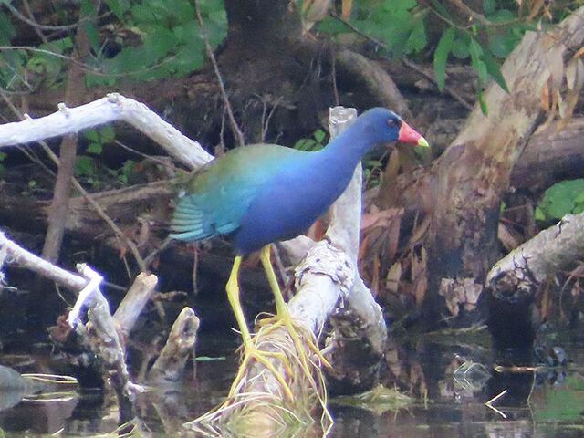 Purple Gallinule