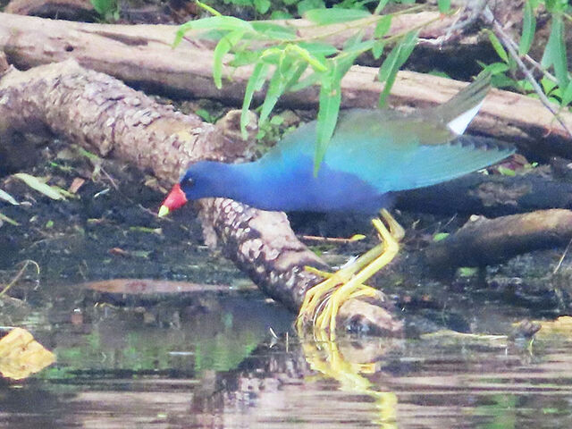 Purple Gallinule