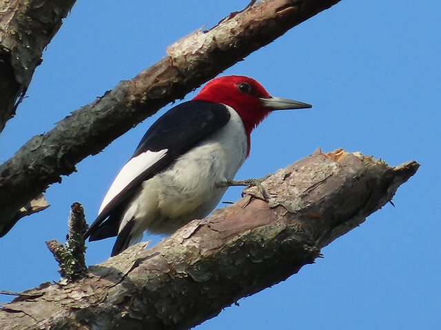 Red-headed Woodpecker