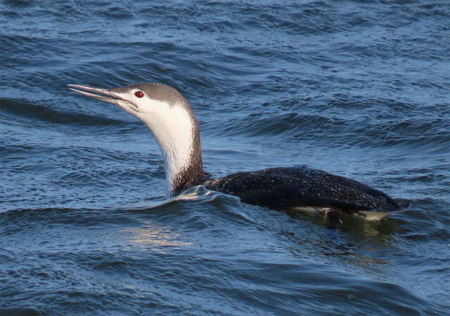 Red-throated Loon