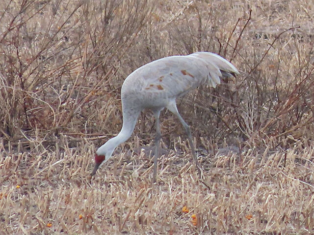 Sandhill Crane