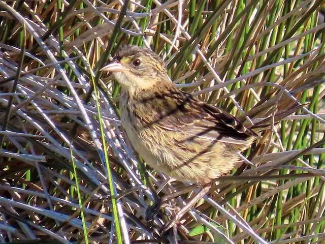 Seaside Sparrow