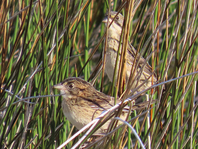 Seaside Sparrow