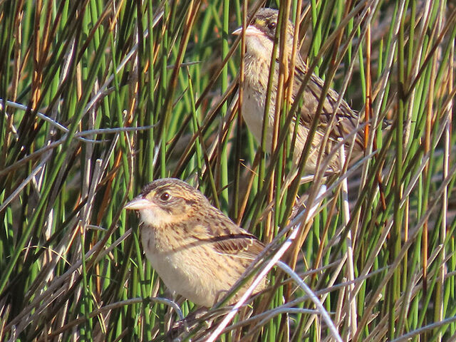 Seaside Sparrow