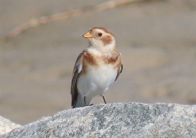 Snow Bunting