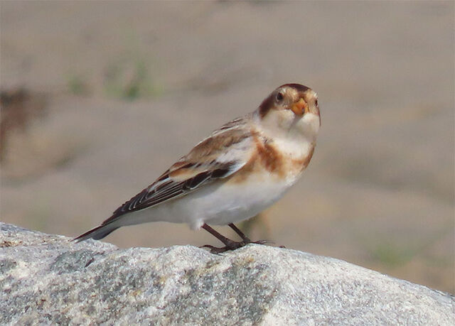 Snow Bunting