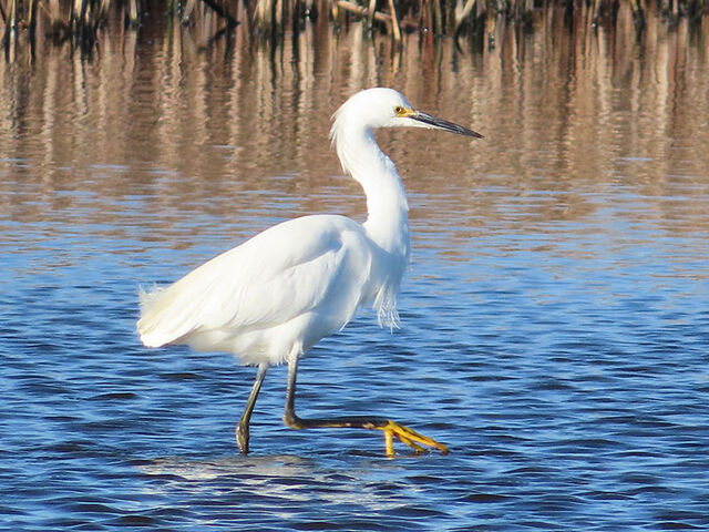 Snowy Egret