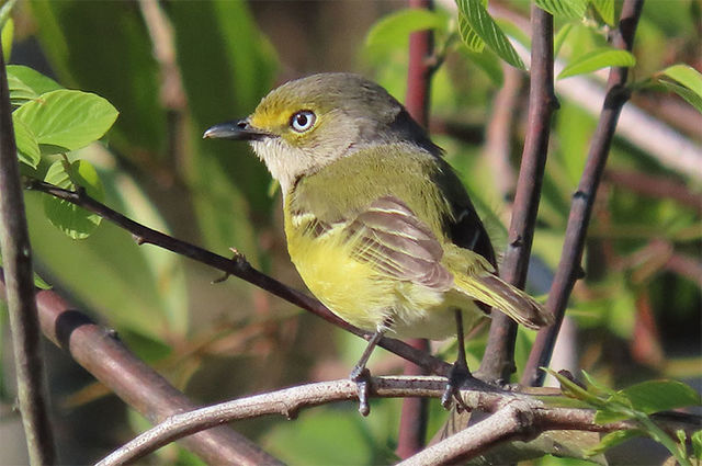 White-eyed Vireo