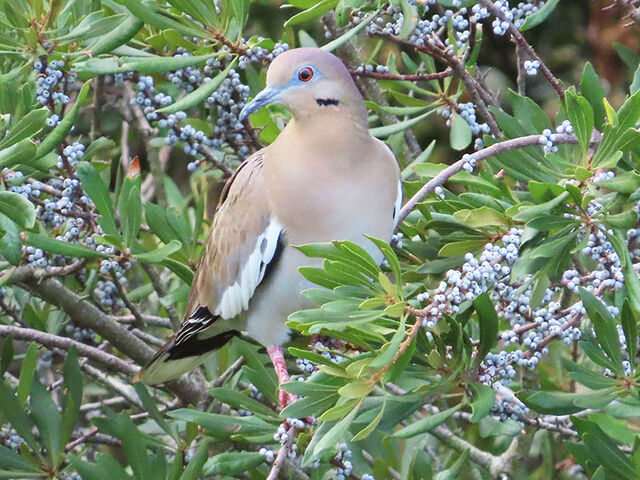 White-winged Dove