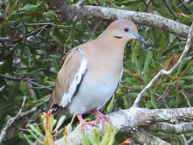 White-winged Dove