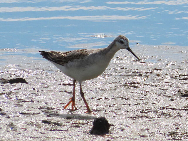 Wilson's Phalarope