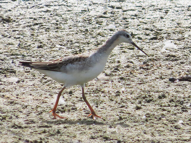 Wilson's Phalarope