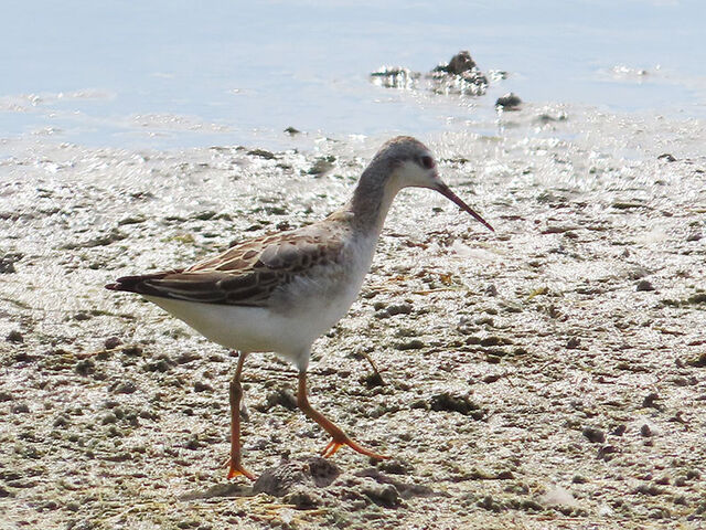 Wilson's Phalarope