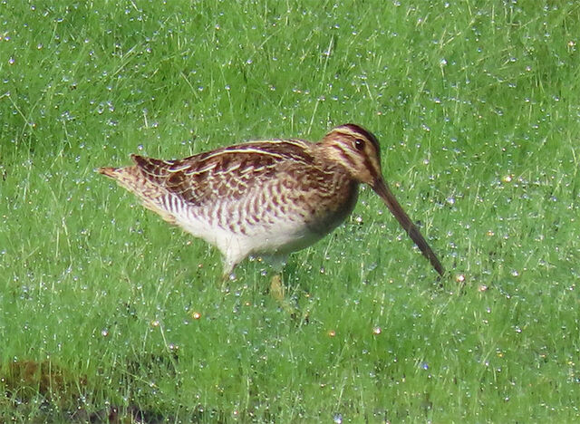 Wilson's Snipe