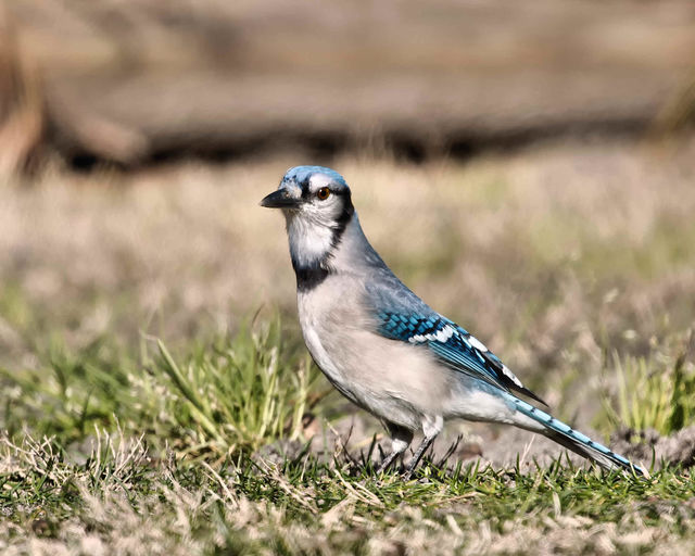 Blue Jay