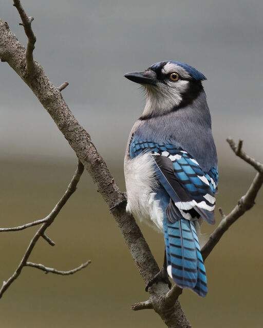 Blue Jay