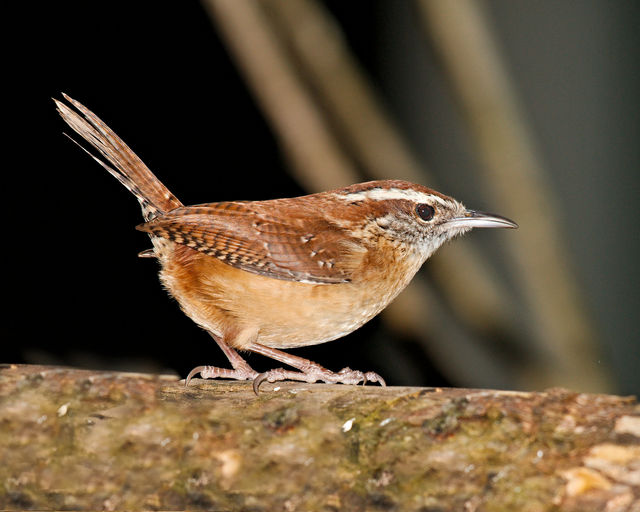 Carolina Wren